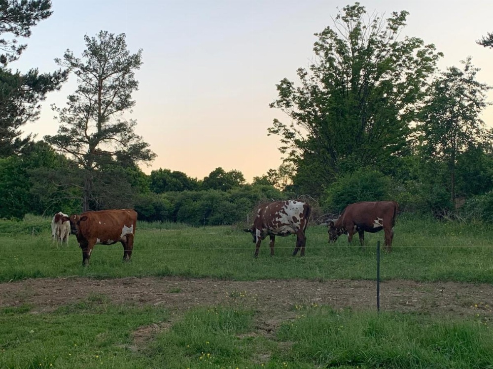 Tentrr - A Hilltop View Campsite